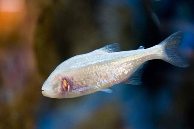 Wildlife: New Species Of Blind Fish Discovered Inside Meghalaya Cave