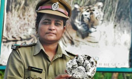 Big cat numbers up in Sagar-Srisailam reserve