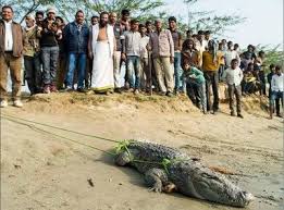 Wildlife NGO rescues crocodile, python in Agra