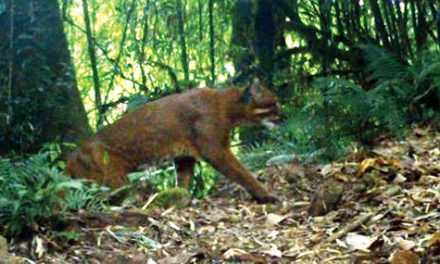 Rarely sighted Golden cat clicked in park cameras at Neora Park