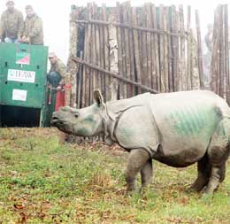 3 rescued orphan rhino calves from Kaziranga get new home in Manas
