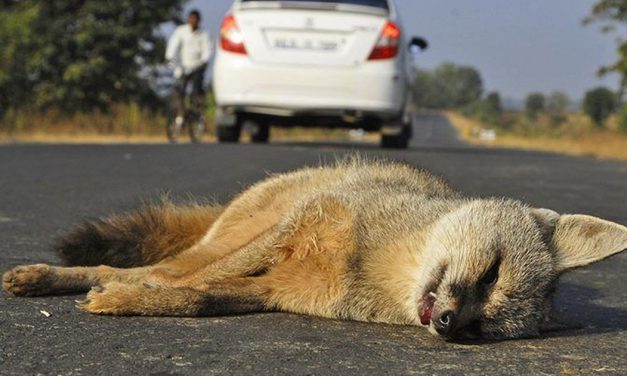 This new mobile app hopes to reduce wildlife deaths on India’s roads, railway tracks
