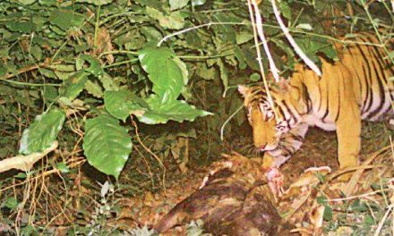 Camera-trap method for counting tigers takes off in Karnataka
