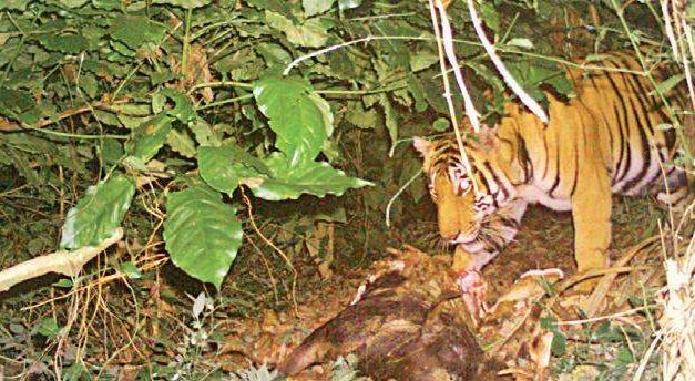 Camera-trap method for counting tigers takes off in Karnataka