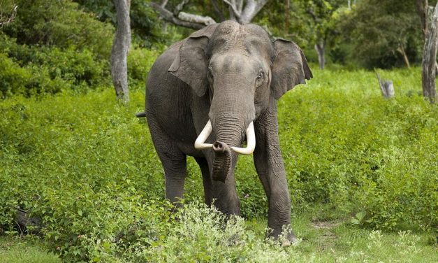 THIS INDIAN TEA PLANTATION WORKS IN HARMONY WITH THE ENVIRONMENT AND ELEPHANTS