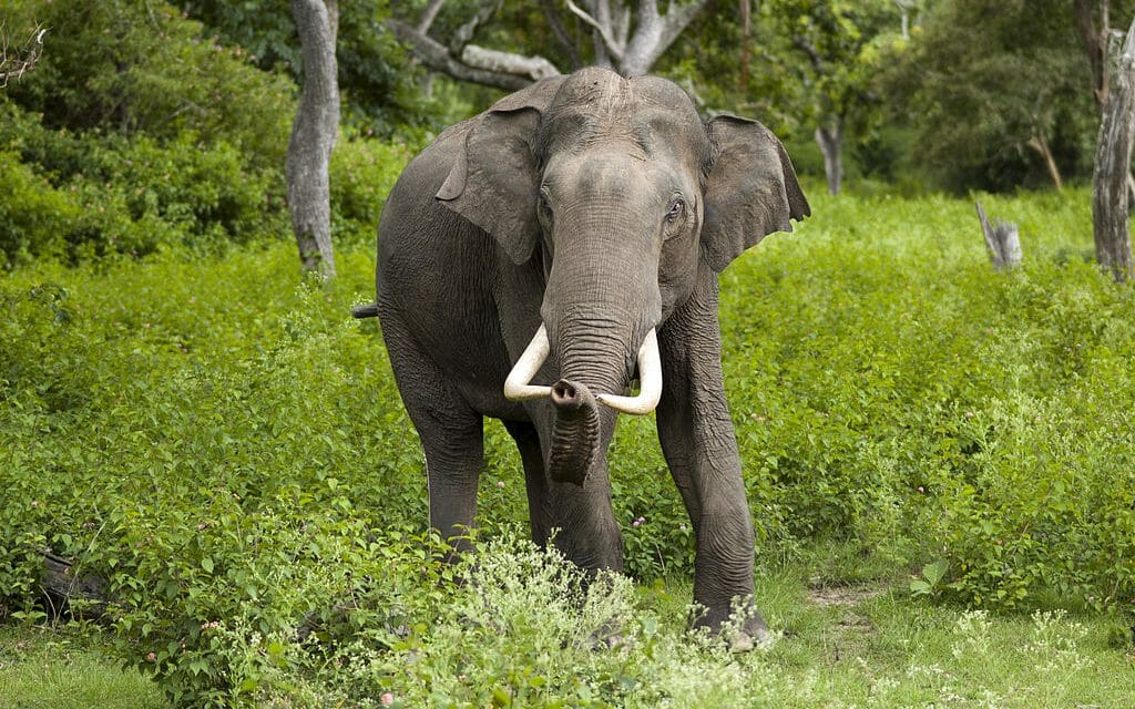 THIS INDIAN TEA PLANTATION WORKS IN HARMONY WITH THE ENVIRONMENT AND ELEPHANTS