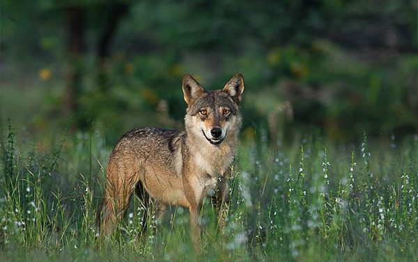 Exploring Wild Greenery In The Desert State At Kumbhalgarh Wildlife Sanctuary