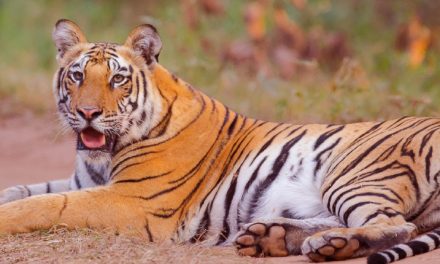 In Focus – Madhya Pradesh – The Heartland of India