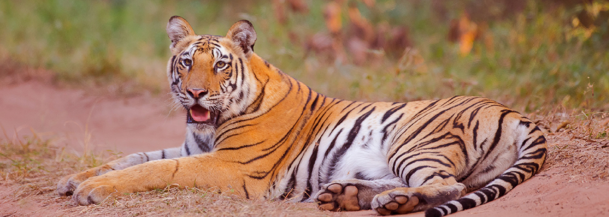 In Focus – Madhya Pradesh – The Heartland of India