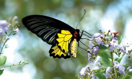 Seeing close: Winged beauties find Munnar home