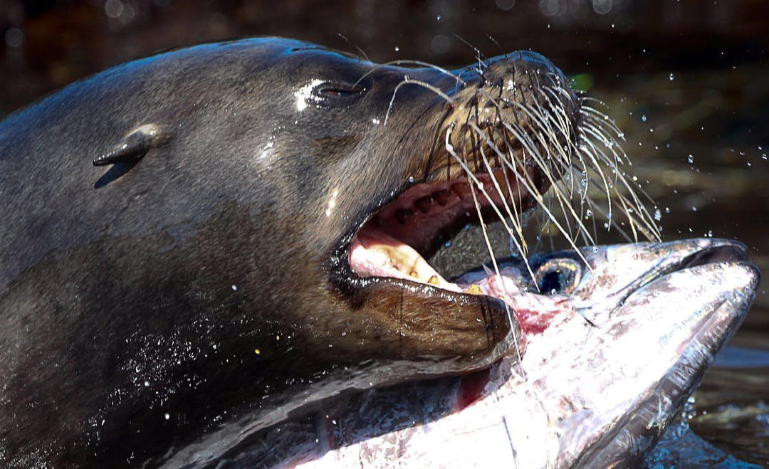 Sea lions unique adaptation in Galapagos coast
