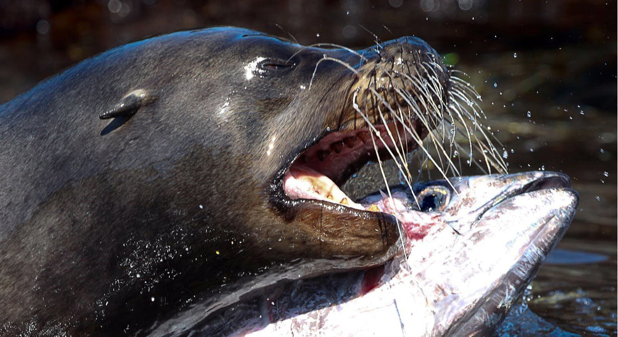 Sea lions unique adaptation in Galapagos coast