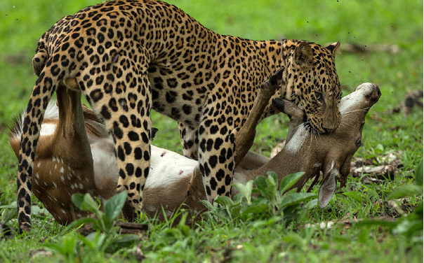 A Kill in the Kabini!