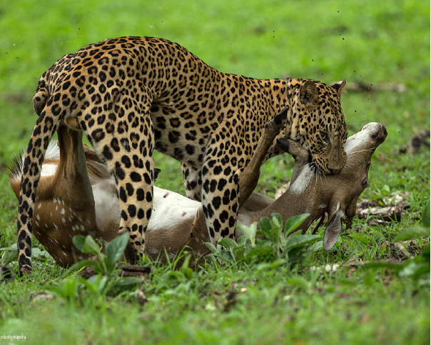 A Kill in the Kabini!