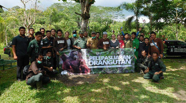 Orangutan Rehabilitation at Samboja Lestari Orangutan Project