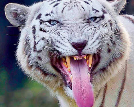 India’s Biggest big cat count starts