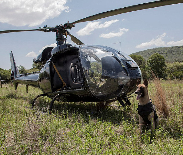 Waging war on the poaching trade