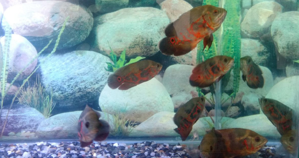 Mathsya Mela 2017 Bangalore – An Exhibition of Ornamental Fish & Accessories