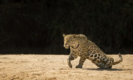 The Jaguars of Pantanal