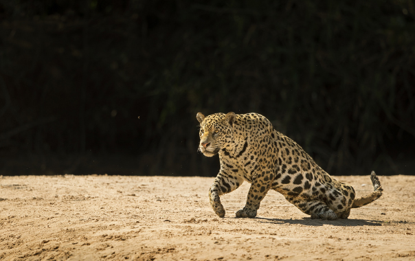 The Jaguars of Pantanal