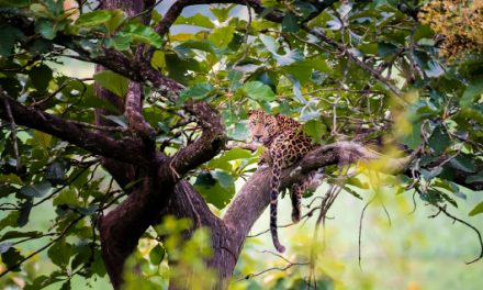 Spotting the Spotted spectre while on foot