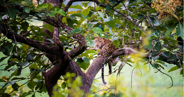 Spotting the Spotted spectre while on foot