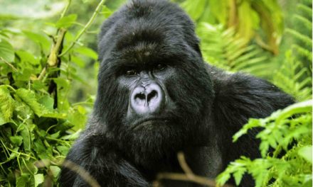 The Mountain Gorilla