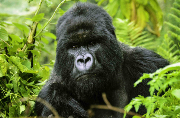 The Mountain Gorilla