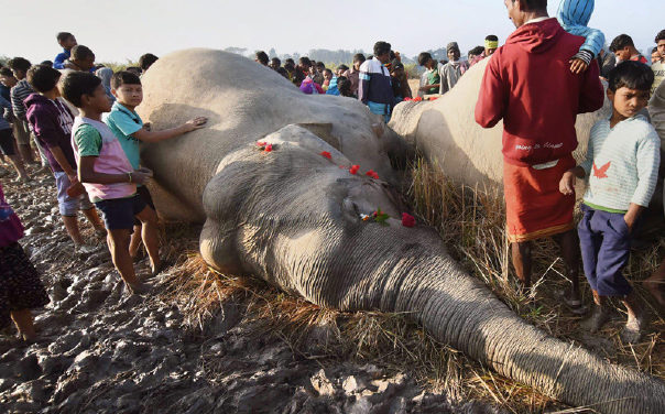 Assam – Man-Animal Conflict increases