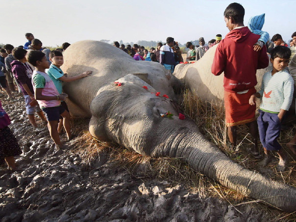 Assam – Man-Animal Conflict increases
