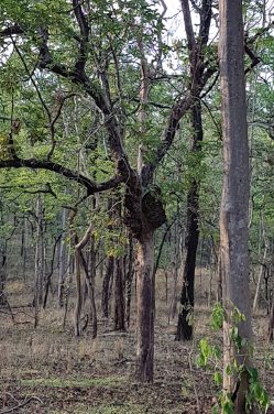 Pench – The Land of Mowgli, Revisited