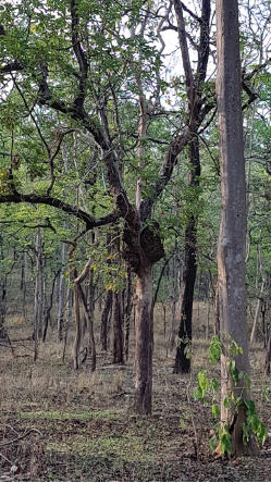 Pench – The Land of Mowgli, Revisited