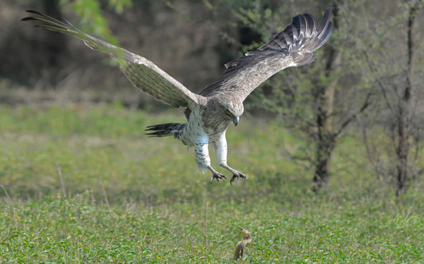 A Life in the day of a Snake Eagle