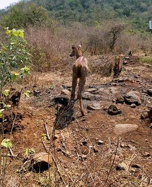 Deer to get access to drinking water 24×7 in Kondapalli forest