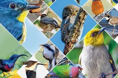 Tweet-tweet! 309 species of birds found in mana Telangana!