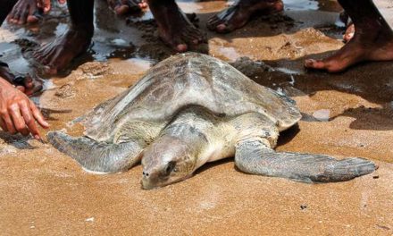 Mangrove cell to set up make-shift centre for rescued marine animals in Versova