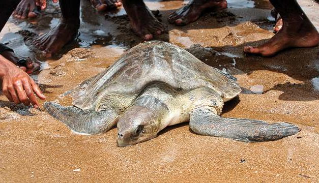 Mangrove cell to set up make-shift centre for rescued marine animals in Versova