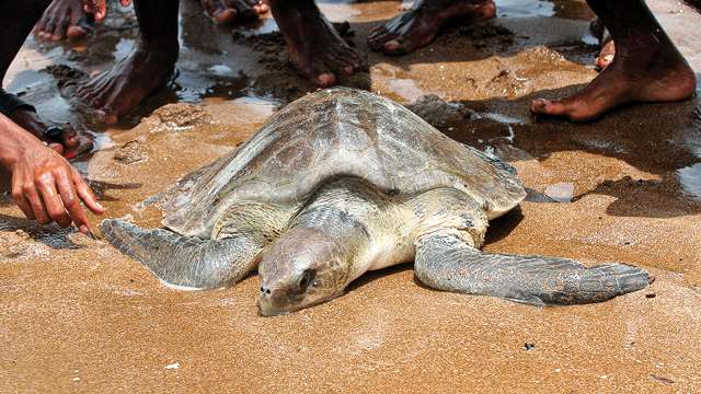 Mangrove cell to set up make-shift centre for rescued marine animals in Versova