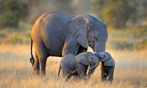 Google, Facebook side with elephants, rhinos, tigers