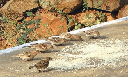 Urban parks in forest blocks to be declared plastic-free zones