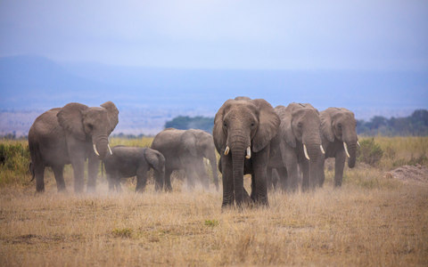 After Sudan the rhino: the air safari seeking to save Kenya’s other endangered species