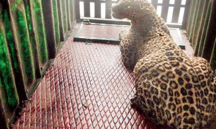 Leopard Enters Crowded Area Of Ulhasnagar, Gives Tough Time To Rescue Team