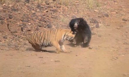 Rumble in the Jungle: Mother Bear Fights off Bengal Tiger