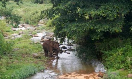 Wildlife thrives along restored Sigurhalla river