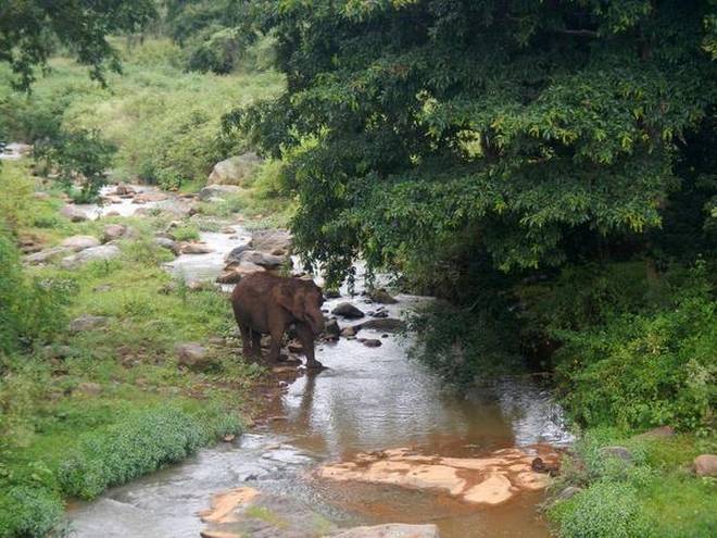 Wildlife thrives along restored Sigurhalla river