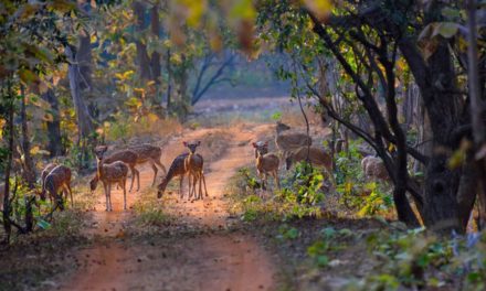 Buxa fills forest with deer