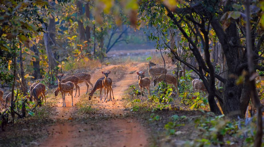 Buxa fills forest with deer