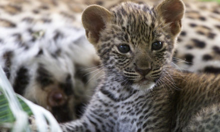 Mother missing, 2-mth-old leopard cub brought to Gorewada