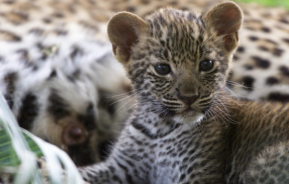 Mother missing, 2-mth-old leopard cub brought to Gorewada
