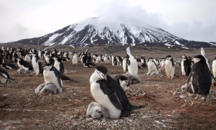 1.5 million penguins discovered on remote Antarctic islands
